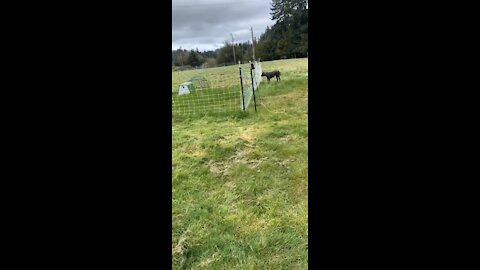 Giant Mastiff versus Electric Fence!