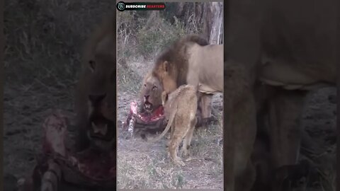 Lion attack impala fight to death #shorts #lion