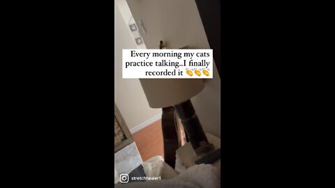 Every morning my cats practice talking…I finally recorded it 👏👏👏