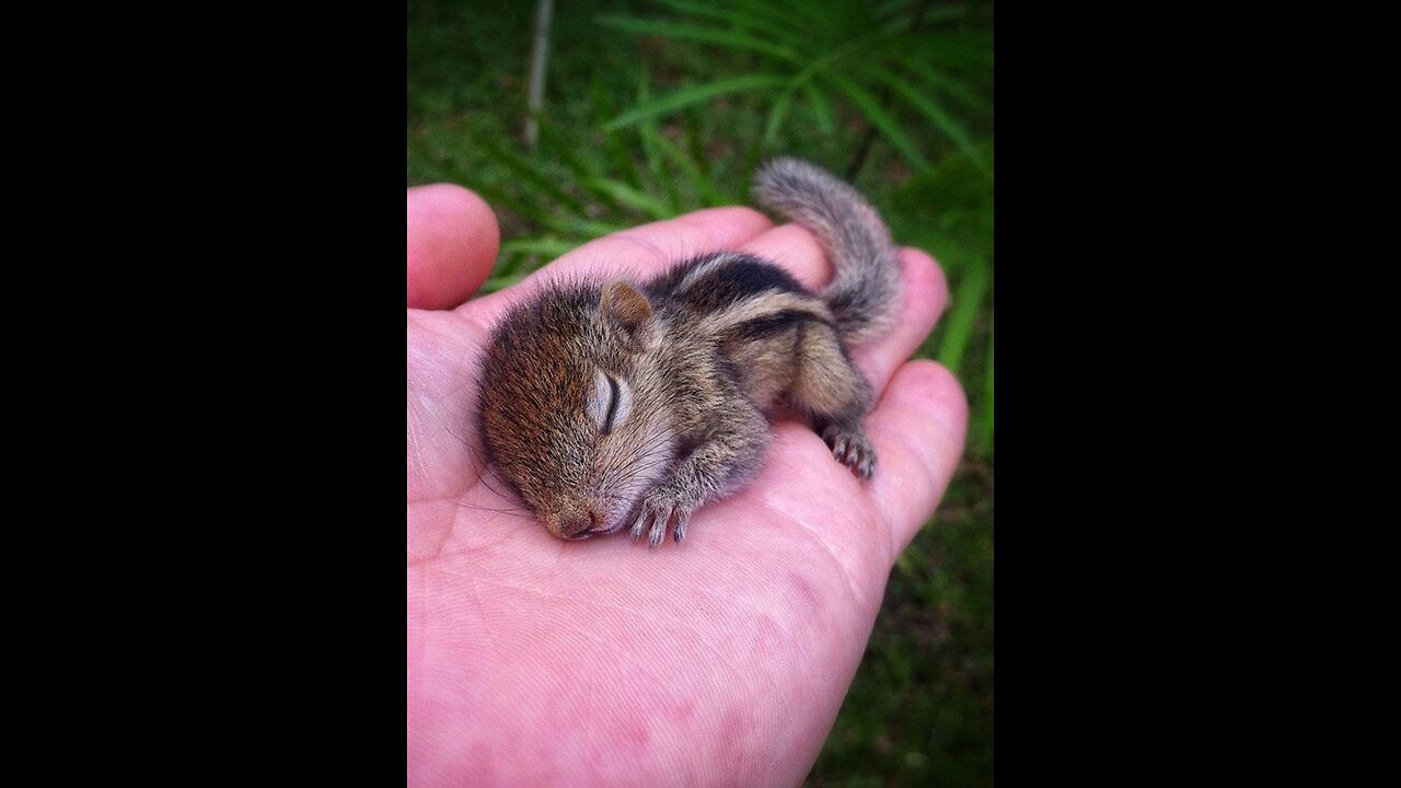 Cutest chipmunks Eating out of hand