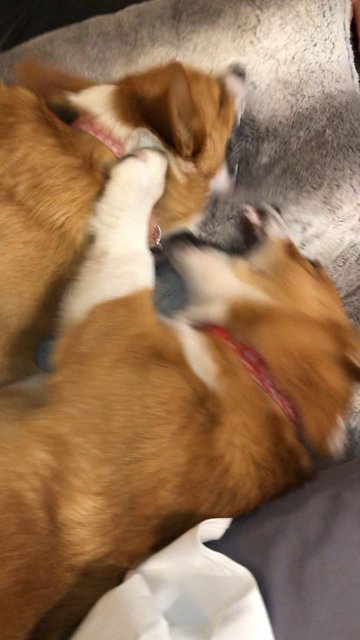 Corgis arguing