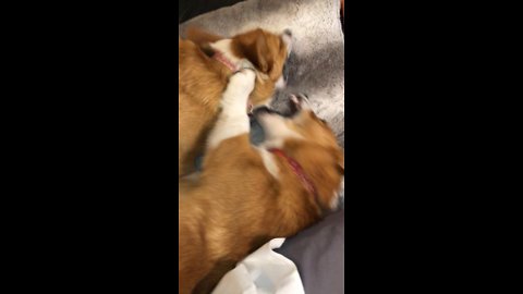 Corgis arguing