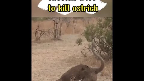 Cheetah tries to prey on ostrich and it goes bad #shorts