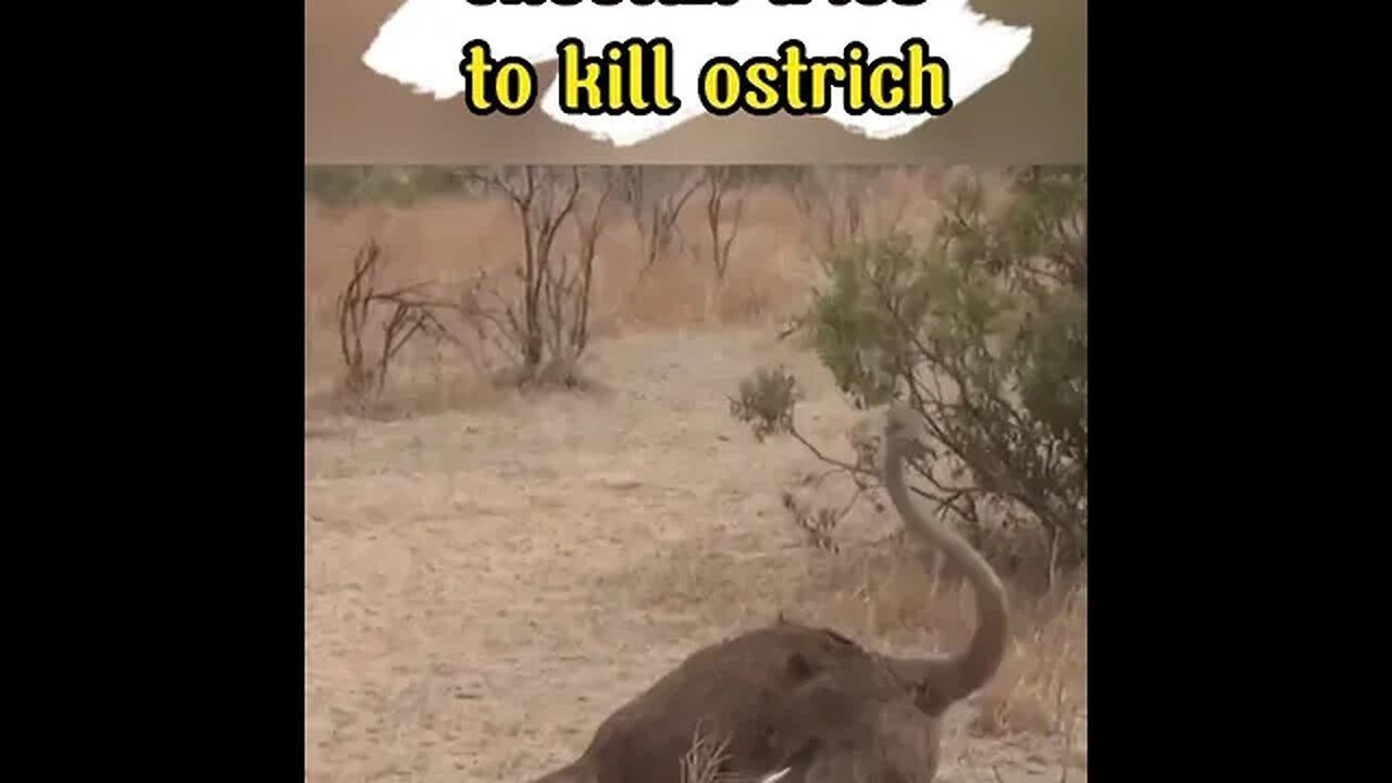 Cheetah tries to prey on ostrich and it goes bad #shorts