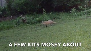 A Few Kits Mosey About