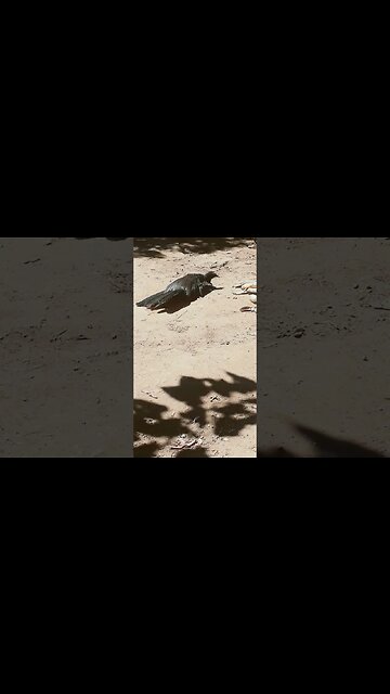 Criação de Jacu Jacuaçu e também o seus filhotes