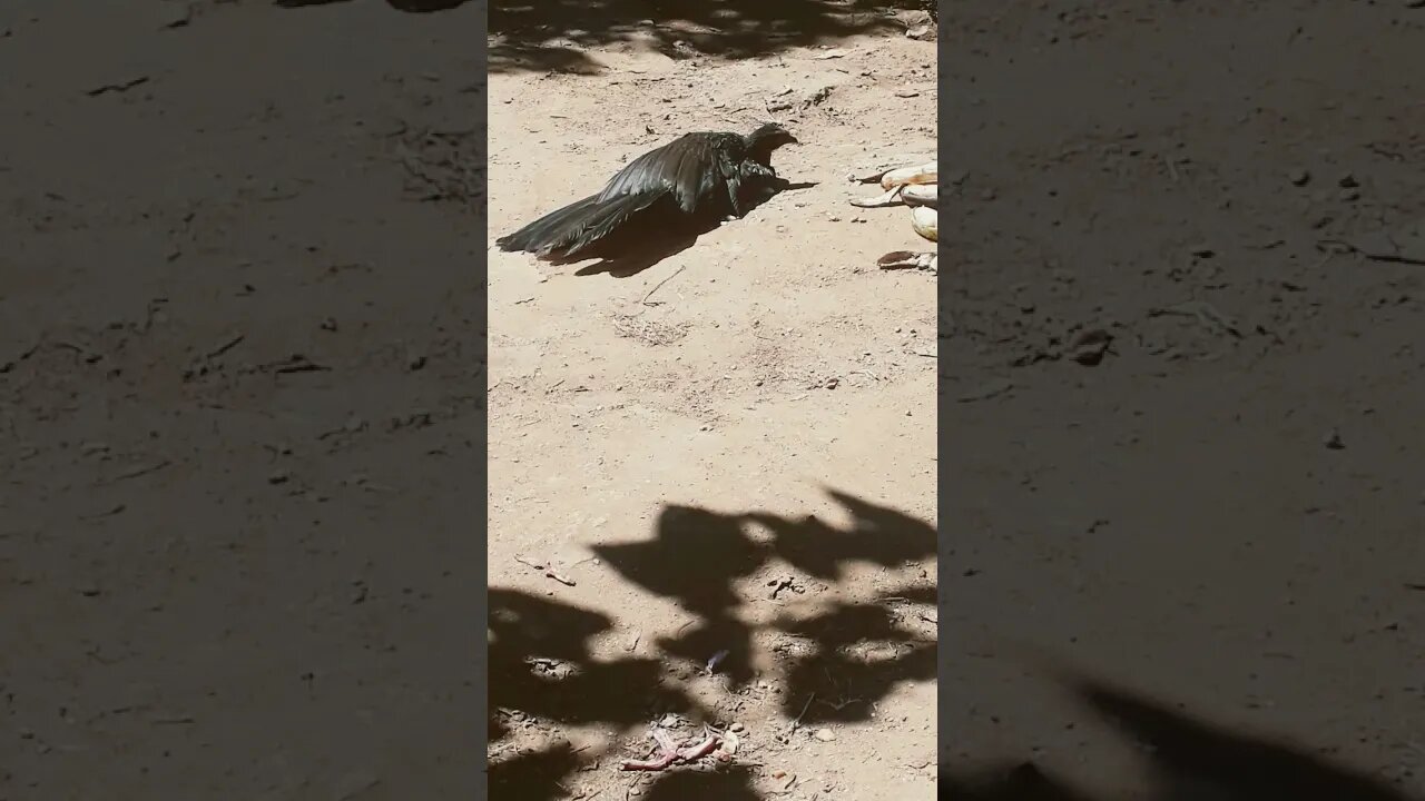Criação de Jacu Jacuaçu e também o seus filhotes