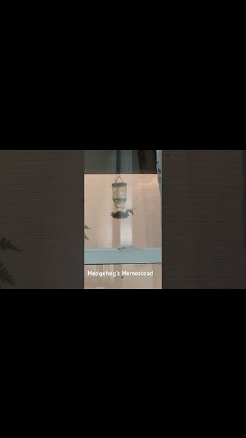 What hummingbirds do to during a major storm and why we keep our feeders