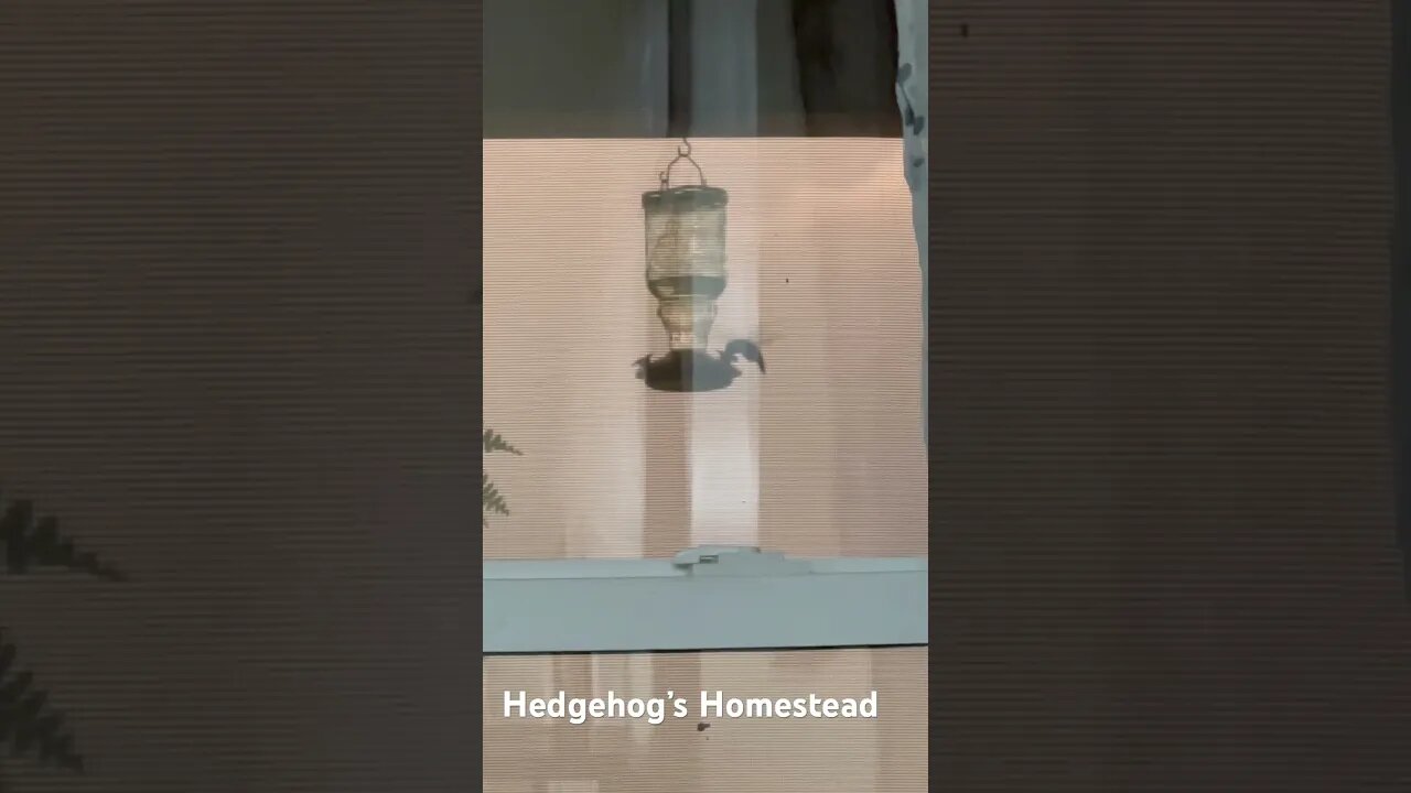 What hummingbirds do to during a major storm and why we keep our feeders