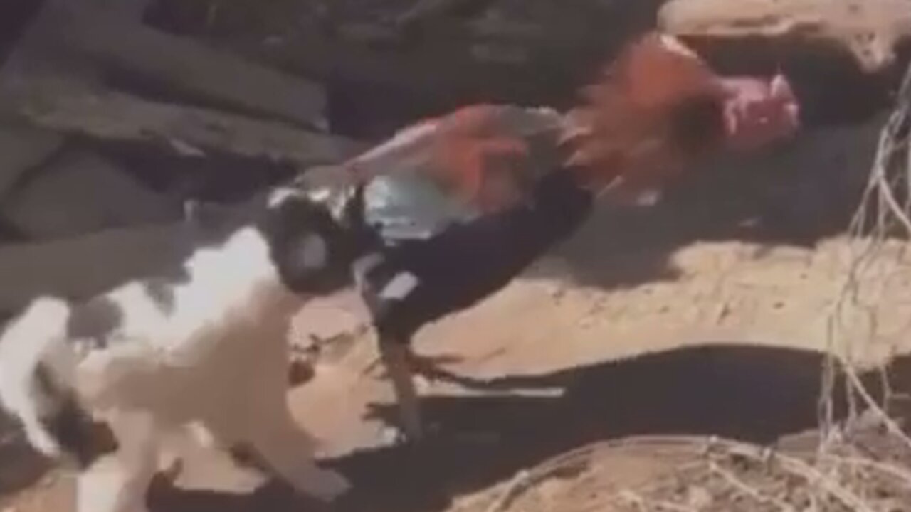 The puppy tries to stop the rooster from fighting