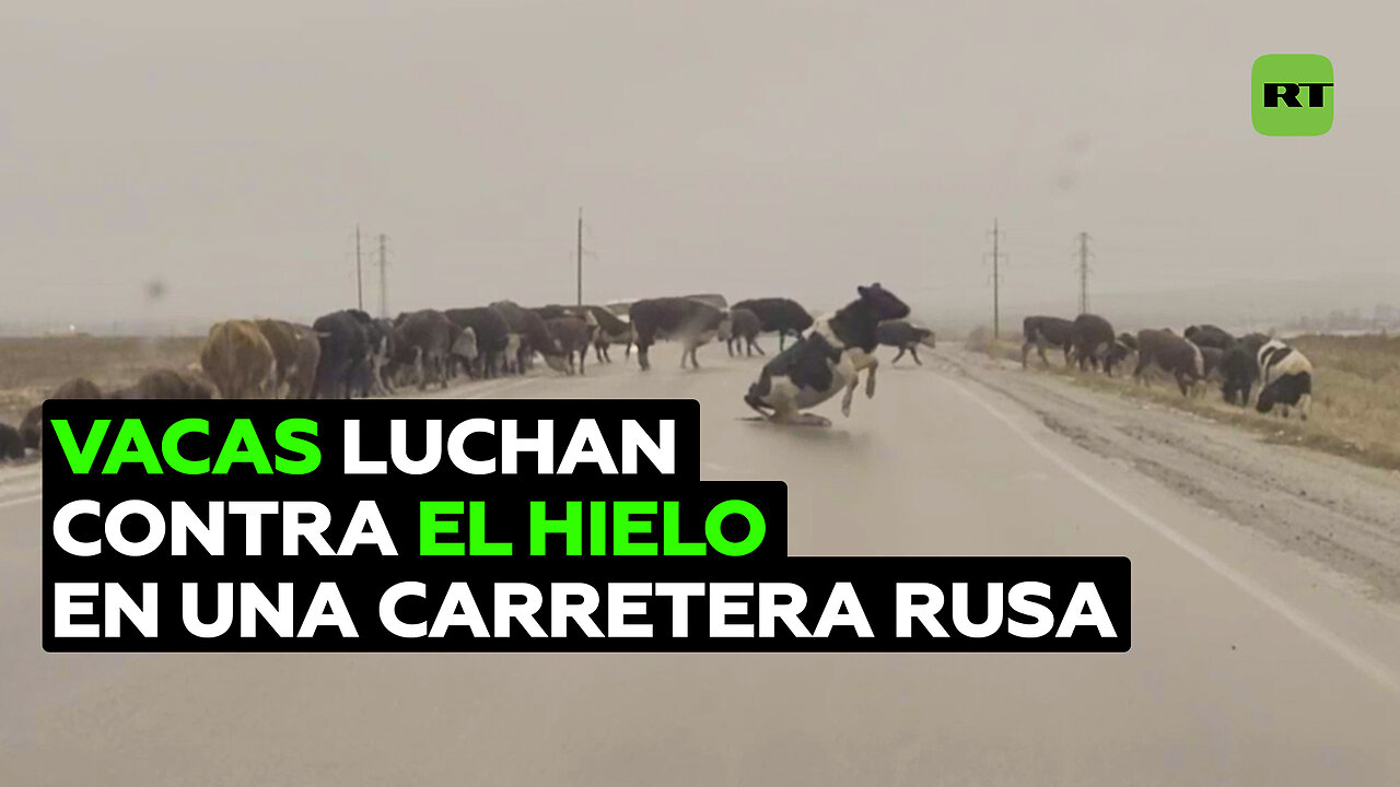 Una 'pista de hielo' en una carretera impide que vacas la crucen