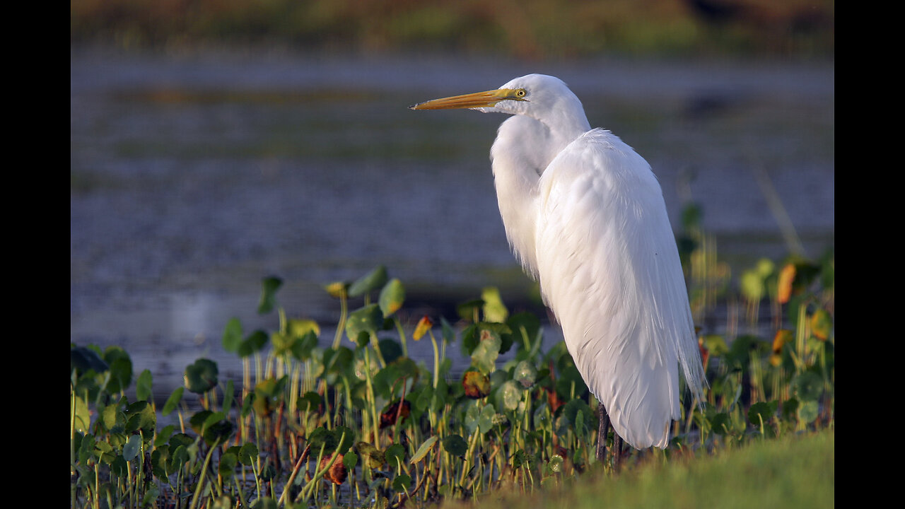 Watch Your Backgrounds: Ten Quick Tips to Improve your Photography Tip Seven