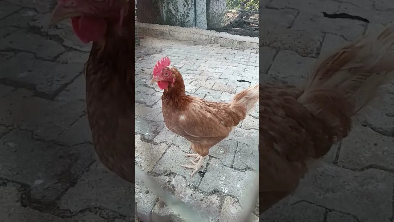 gallina sexy 🤣