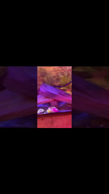 #aquaponics #farmer #selfsustainable #grow #fish #networkmarketing #love #try