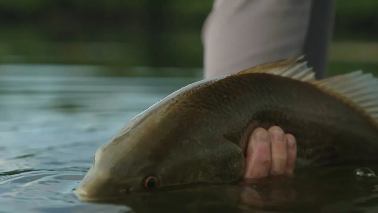 Crystal River Redfish Magic - Incoming Tide Reds