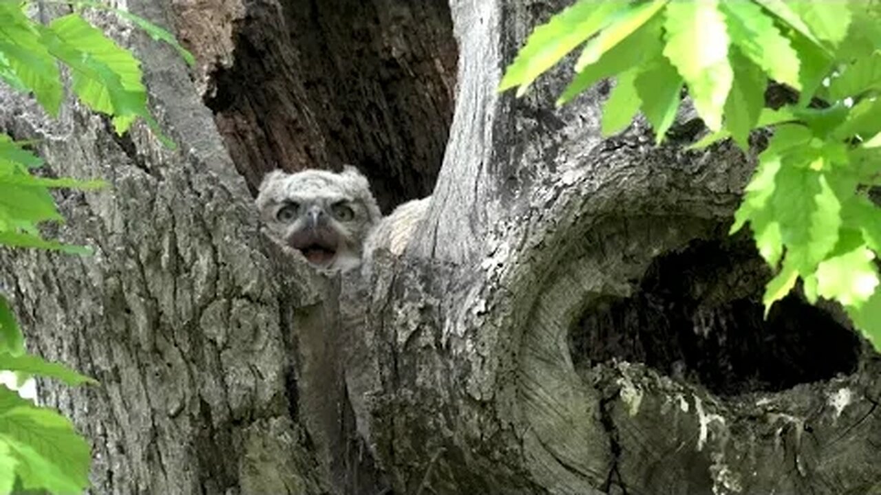 Great Horned Owlets, Sony A1/Sony Alpha1, 4k