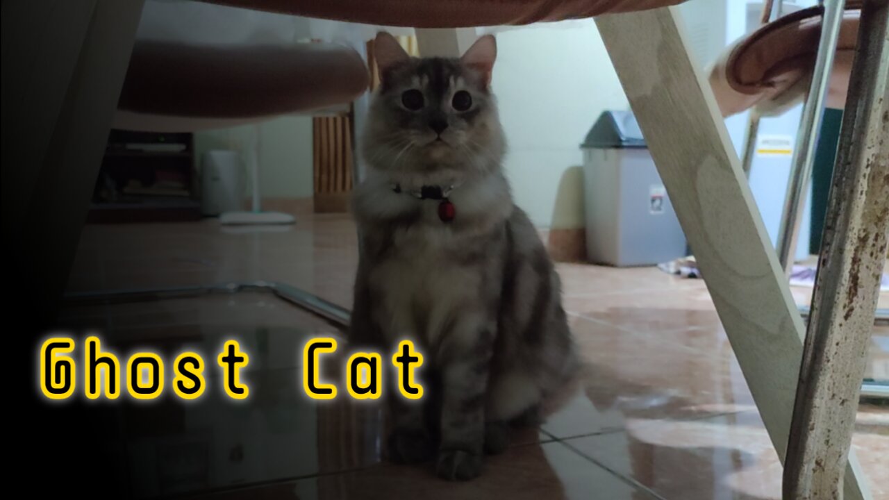My cat turns out to be a ghost