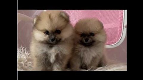 Cute puppies | cute and funny lovely puppies compilation video