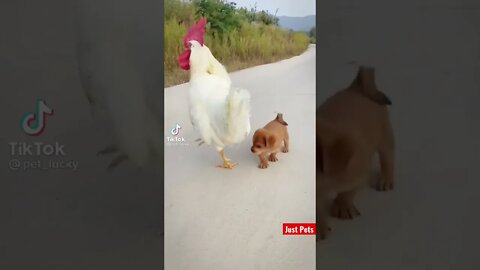 Cute Puppy Love #shorts #cute #tiktok #viral