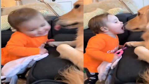 Funny Babies and Animals Video THE BEST Adorable Baby and Animals Compilation. love animals