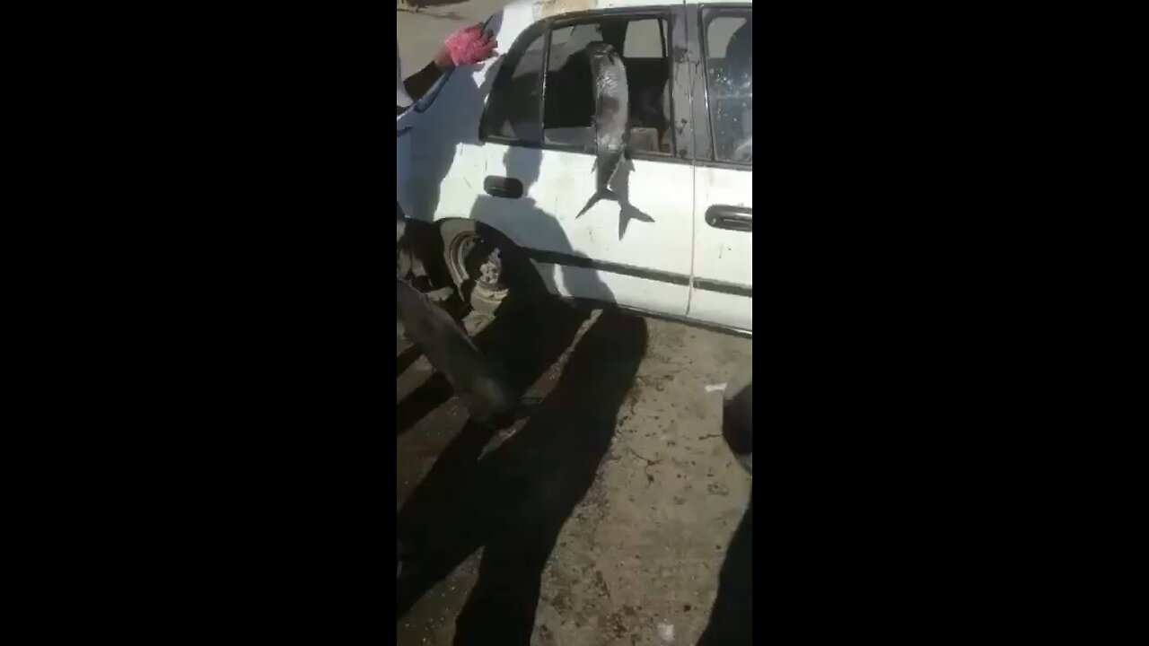 Watch fishermen fill backseat of vehicle with smelly fish