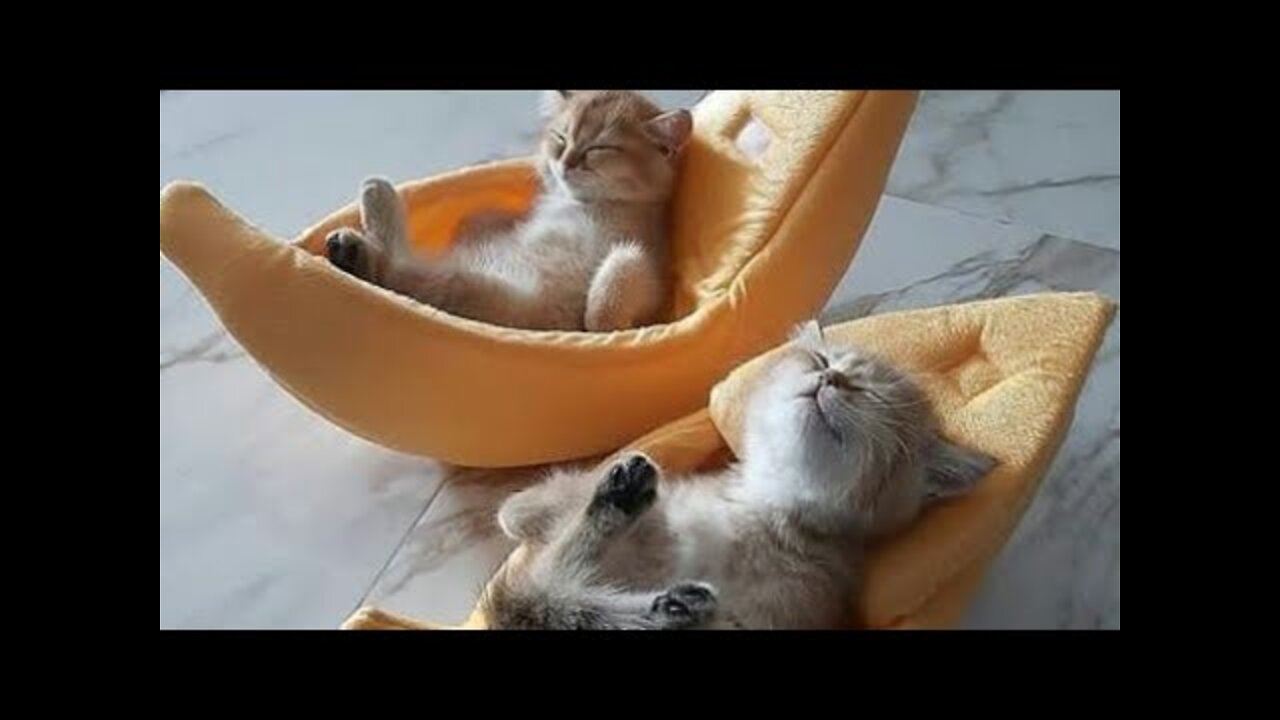 Funny Cats ✪ Cute and Baby Cats Videos Compilation