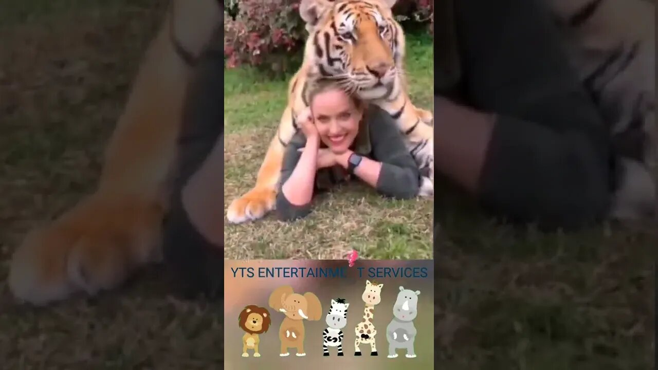 My Friend is a Tiger