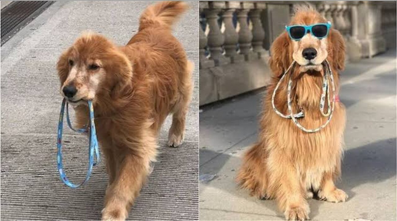 This dog taking himself for a walk will take your Monday blues ...