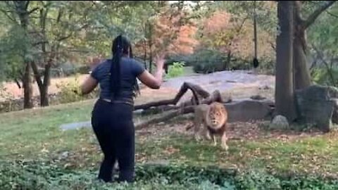 Mulher invade espaço de leões no Zoo de Brooklyn