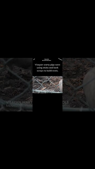 Pigs Even Use Tools #pig #shorts