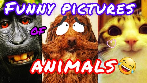 The funniest pictures of animals | cat & dog