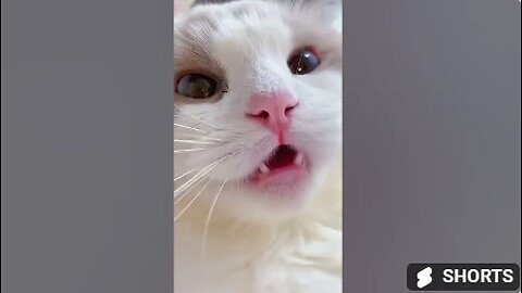 #shorts cat meme & kitten (tik tok video]💘 - funny cats meow baby cute compilation [cat-cash home)