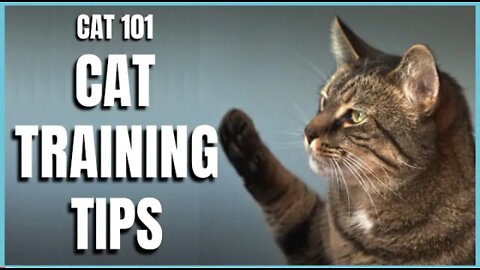 Basic Cat Training Tips