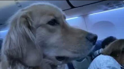 Golden retriever very comfortable flying coach