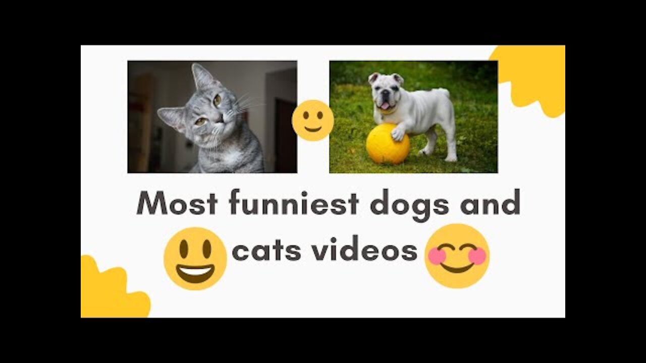 Most funniest dogs and cats 2022.