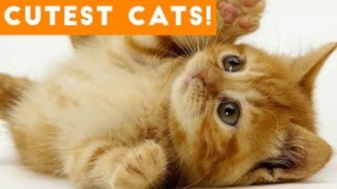 CATS will make you LAUGH YOUR HEAD OFF - Funny CAT compilation