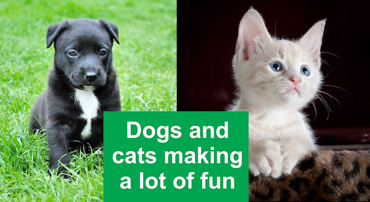 😃[2021]😃Dogs and cats making a lot of fun