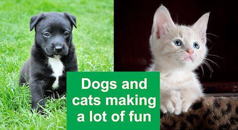 😃[2021]😃Dogs and cats making a lot of fun