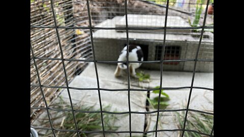 Florida Bunny Bunker