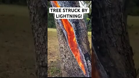 TREE STRUCK BY LIGHTNING!