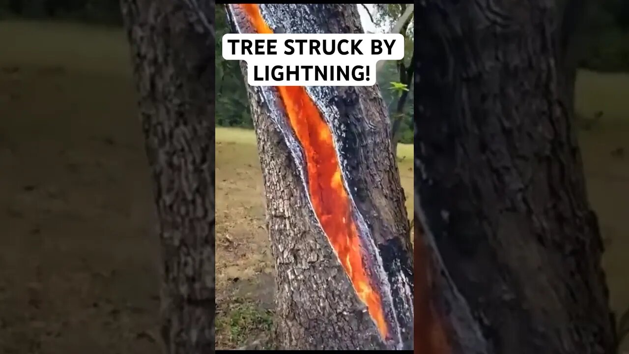 TREE STRUCK BY LIGHTNING!