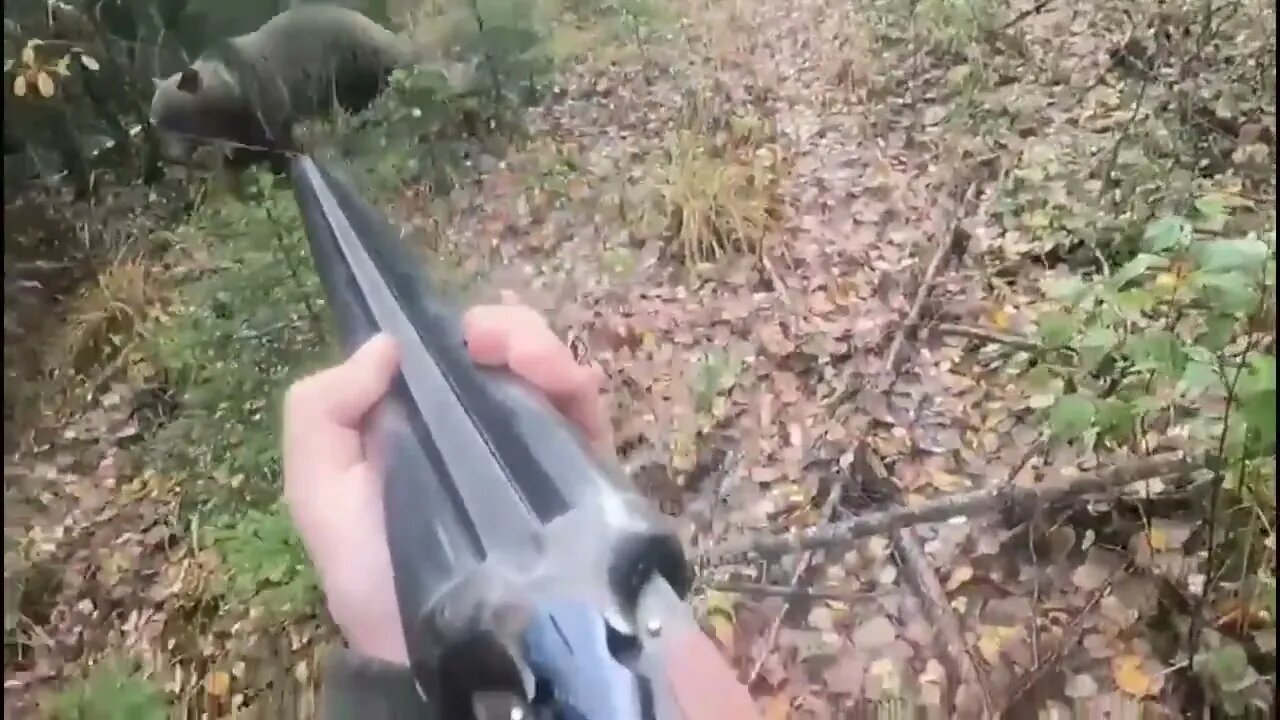 Bear charges a guy with a shotgun