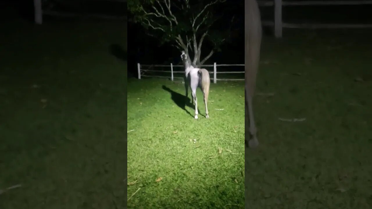 Cavalo branco no escuro, parece unicórnio 🐴🦄 #shorts #roça #animals #bicho #haras #agro #unicórnios