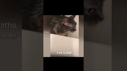 Cat Really Can Speak Like Hooman