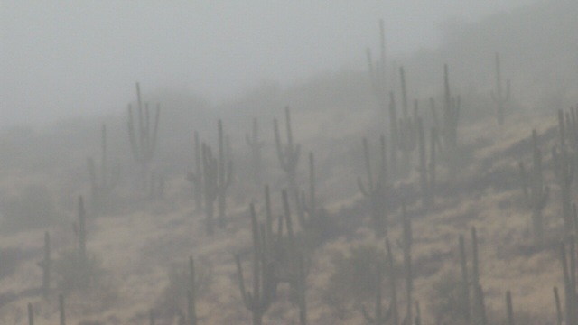 A welcome wet day in the desert