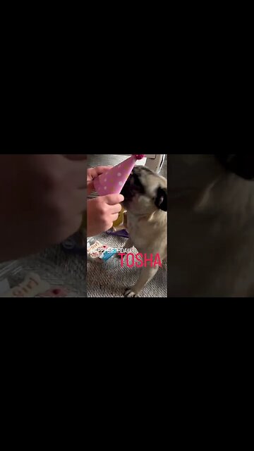 Happy birthday Tosha #toshathepug