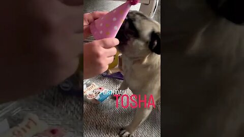 Happy birthday Tosha #toshathepug