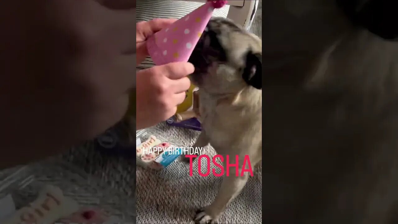 Happy birthday Tosha #toshathepug