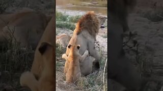 Lion Cub Playing With Dad | #shorts #MadeInMzansi