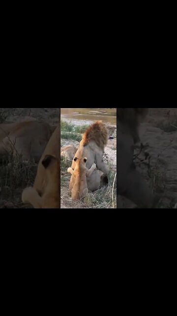 Lion Cub Playing With Dad | #shorts #MadeInMzansi